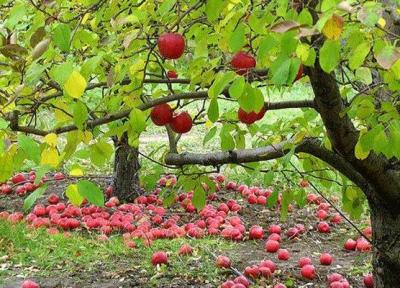 لذت گردشگری روستایی در حوالی پایتخت، کوچه باغ هایی که طعم سیب دارد