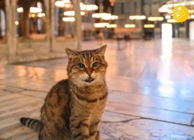 (تصاویر) مرگ گربه مشهور ایاصوفیه و تسلیت استاندار استانبول