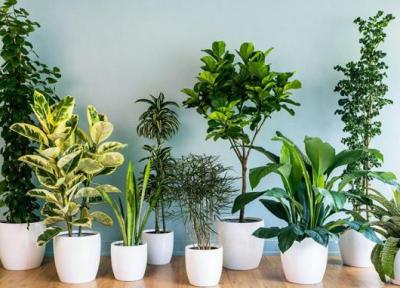 14 گیاه آپارتمانی که در خانه های کم نور دوام می آورند
