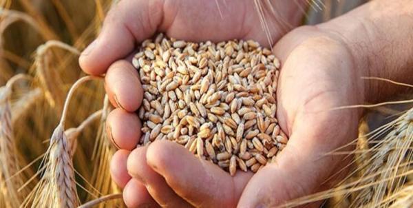 رشد قیمت گندم در بازار های جهانی، افزایش 7 دلاری در یک روز
