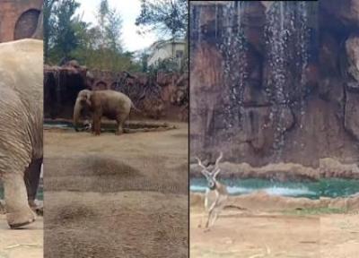 کوشش حیرت انگیز یک فیل برای بیرون کشیدن بز کوهی از آب