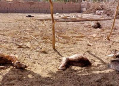 حمله مجدد حیوان ناشناخته وحشی به دام ها در شهداد