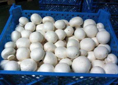 جدیدترین قیمت قارچ در میادین ، قارچ چقدر مقرون به صرفه شد؟