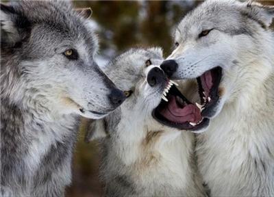 راه های در امان ماندن از حمله گرگ های گرسنه