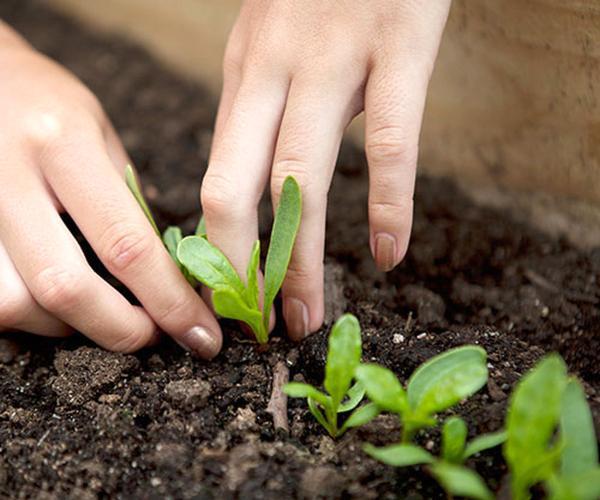 نکات مهم برای تعویض گلدان گیاهان